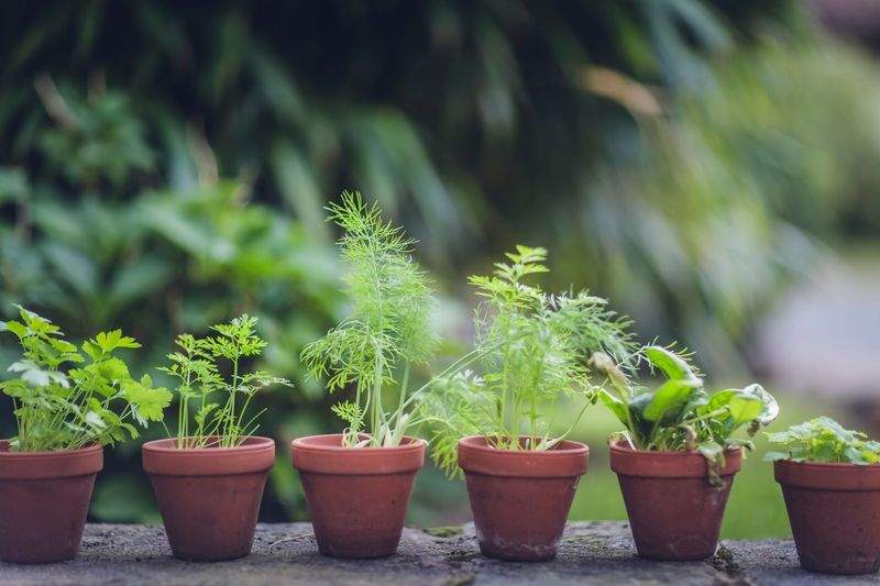 Comment choisir les plantes adaptées à votre extérieur